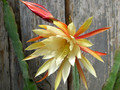 eh ruby snowflake 8891 1096