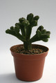 crassula pyramidalis 0197
