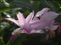schlumbergera pastel 03