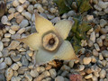 dipolcyantha ciliata3