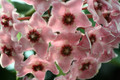 hoya cv minibell 9627
