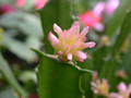 schlumbergera brunt sport 02