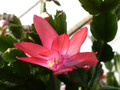 schlumbergera peach parfait 03