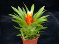 guzmannia theresia 02