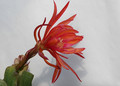 eh coral dance 5804 03