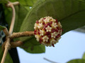 hoya meredithii 3425 02
