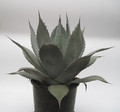agave parryi importe 7712