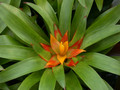 guzmannia theresa 01