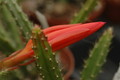 aporocactus gillian 1051