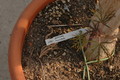 jatropha multifida 1323