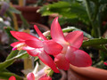 schlumbergera pasadena 06