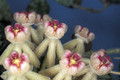 hoya curtisii