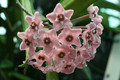 hoya cv minibell 9626