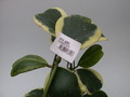 hoya kerri albomarginata 4001