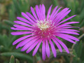 lampranthus cooperii 1789