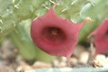 huernia aspera zacher 1992