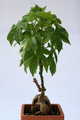 ipomea variegata sp 3480