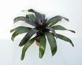 neoregelia midnight 01