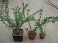 fouquieria fasciculata 2