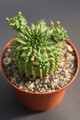 euphorbia suzannae 0331