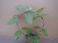 hoya calycina plant