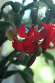 schlumbergera x buckleyi george g 12