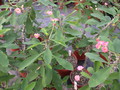 euphorbia milii rosa 1297