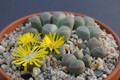 lithops olivaceae c109 0220