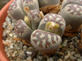 lithops dorotheae 06