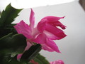 schlumbergera nono co 7763