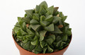 haworthia pygmaea 7270