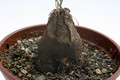 dioscorea hemicrypta 0478