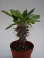pachypodium brevicaule 739
