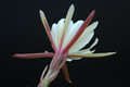 eh beautiful white 5301 3099