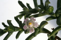 ruschia aff rupicola sb1508 9251