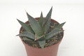 agave utahensis kaibabensis 8739