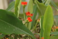 euphorbia vigueri 1081