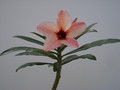 adenium hybr the peach003