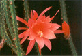 aporocactus shirley