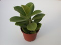 hoya australis behaart 1394