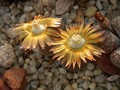 lithops verrucosa verrucosa1