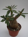 pachypodium rosulatum 752
