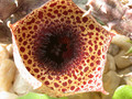 huernia kirkii aidi witrivier d507 06