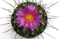 thelocactus freudenbergeri 0455