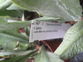 eh calisto 5567 79