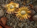 lithops verrucosa verrucosa2