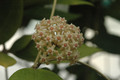 hoya sp bogar 08