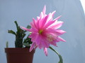 eh thousend pinks 9450 340