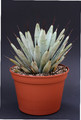 agave maroacantha 1411