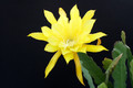 eh daniels golden splendor 6054 4714